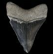 Serrated, Megalodon Tooth - Black Blade #64544-2
